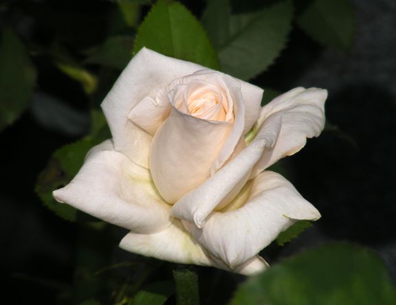 Ivory Tower photo it2014_07290013_zps66a7b333.jpg